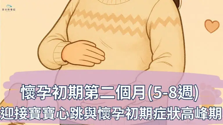 懷孕初期第二個月(5-8週)