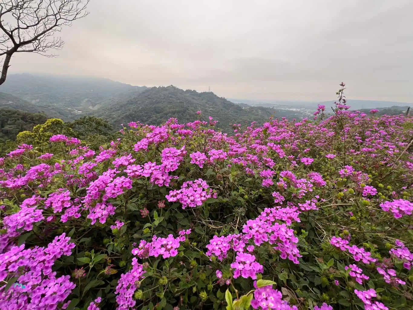 鹿芝谷生態園區 大草皮旁