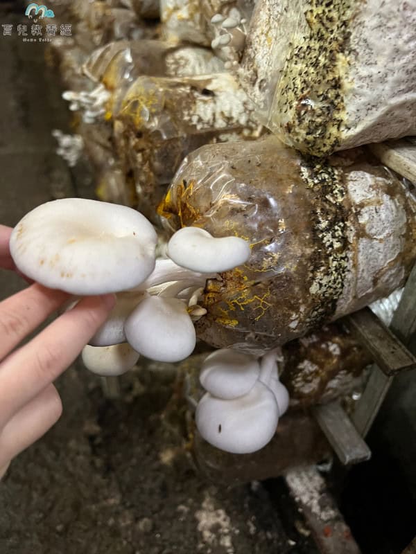 豐年農場 白雪菇