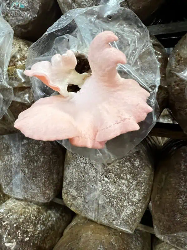 豐年農場 玫瑰菇