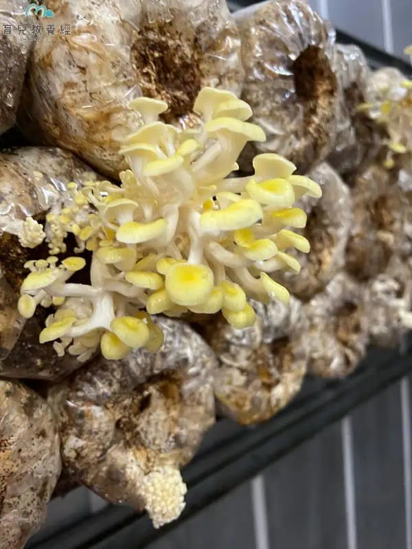 豐年農場 珊瑚菇