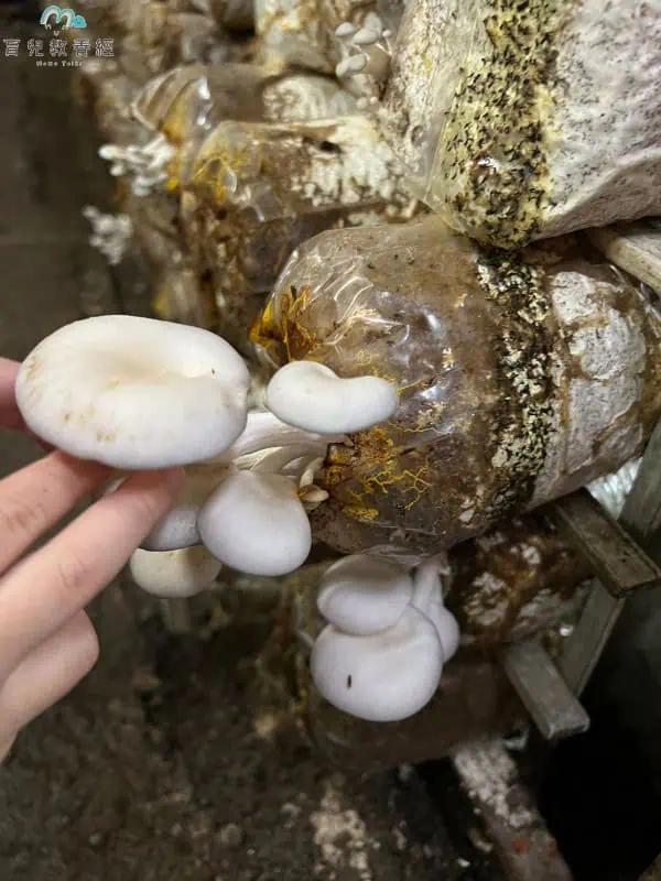 豐年農場 白雪菇