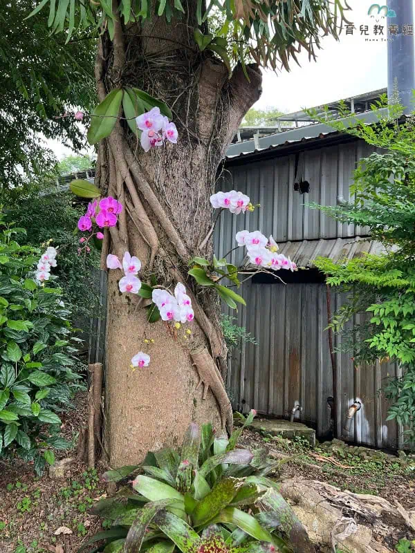 豐年農場 蘭花