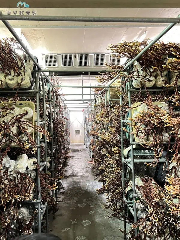 豐年農場 鹿角靈芝