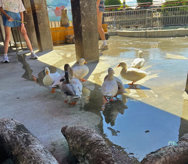 綠舞日式主題園區 柯爾鴨