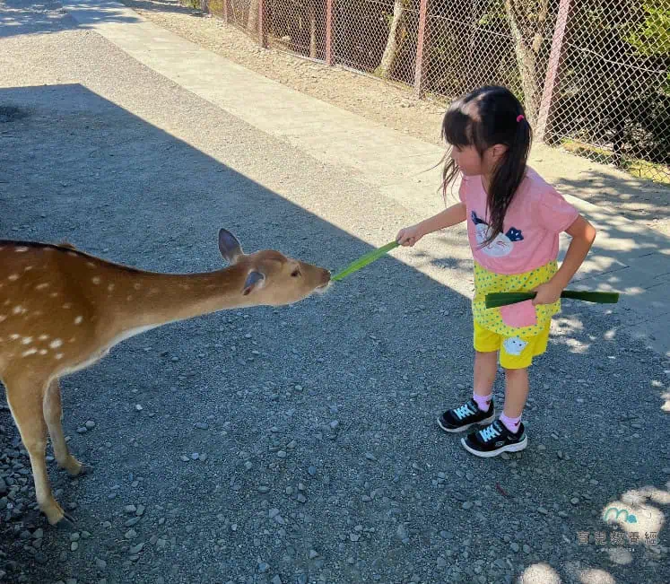 綠舞日式主題園區 梅花鹿餵食