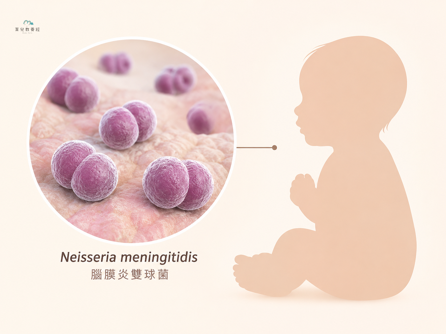 simple medical illustration of meningococcal bacteria near a baby silhouette, wa