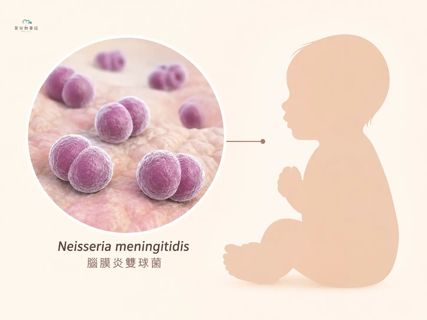 simple medical illustration of meningococcal bacteria near a baby silhouette, wa